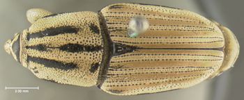 Media type: image;   Entomology 5201 Aspect: habitus dorsal view